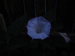 Neat Victrola Flower7